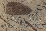 Fossil Leaf Plate - McAbee, BC #226005-1
